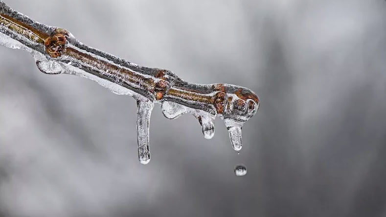 Florida assessing damage to crops caused by January freeze - Vimarsana News