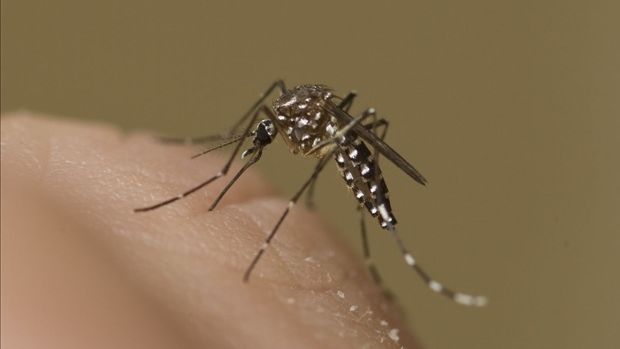 Georgia Department of Public Health: EEE confirmed in mosquito pools in Lowndes County - Vimarsana News