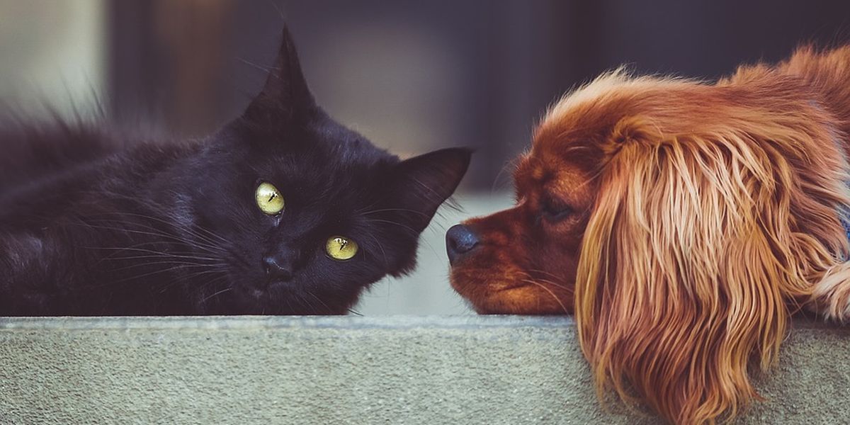 Flea, tick products can cause seizures in pets, FDA warns.png