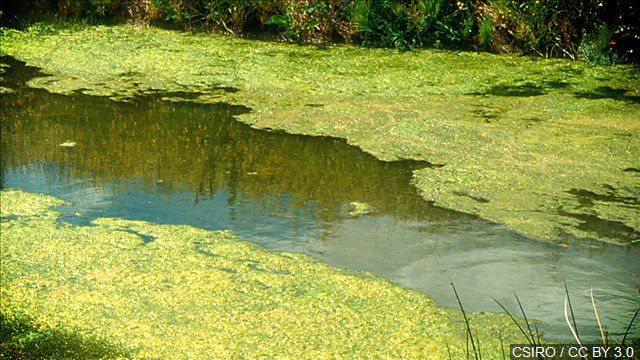 Blue Green Algae