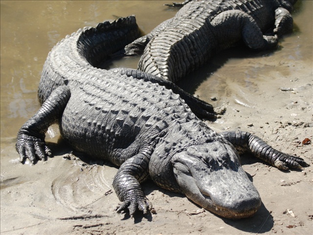 Alligator