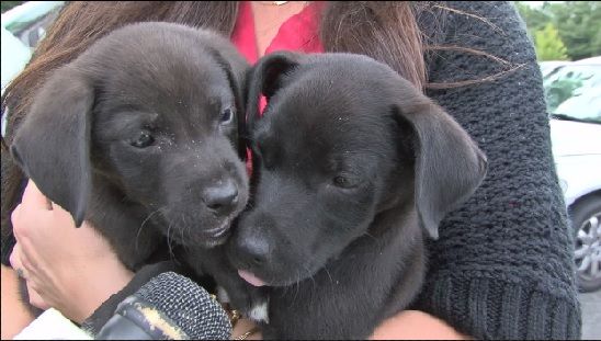 puppies