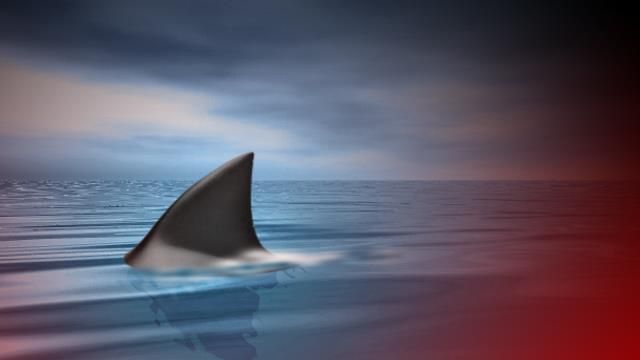 Teenage girl bitten by shark in Taylor County recovering in hospital - Vimarsana News