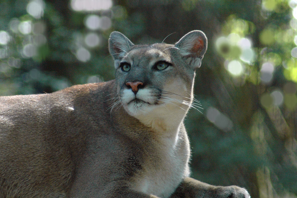 Florida Panther