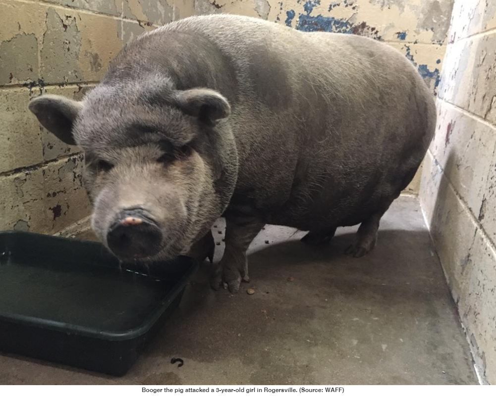 lauderdale county pound