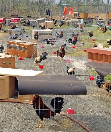 Arkansas jail housing 200 roosters as cockfighting evidence