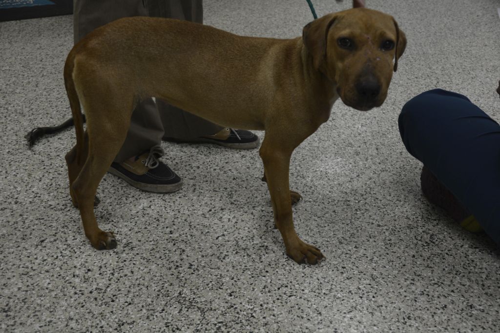 dog 5