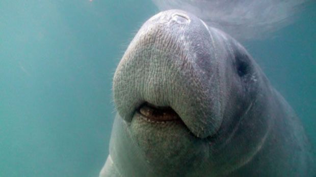 DeSantis announces $30 million in funding for manatee rescue programs - Vimarsana News