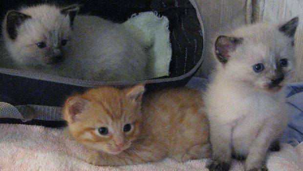 kittens