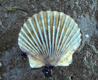Bay Scallop